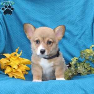 Cocoa, Pembroke Welsh Corgi Puppy